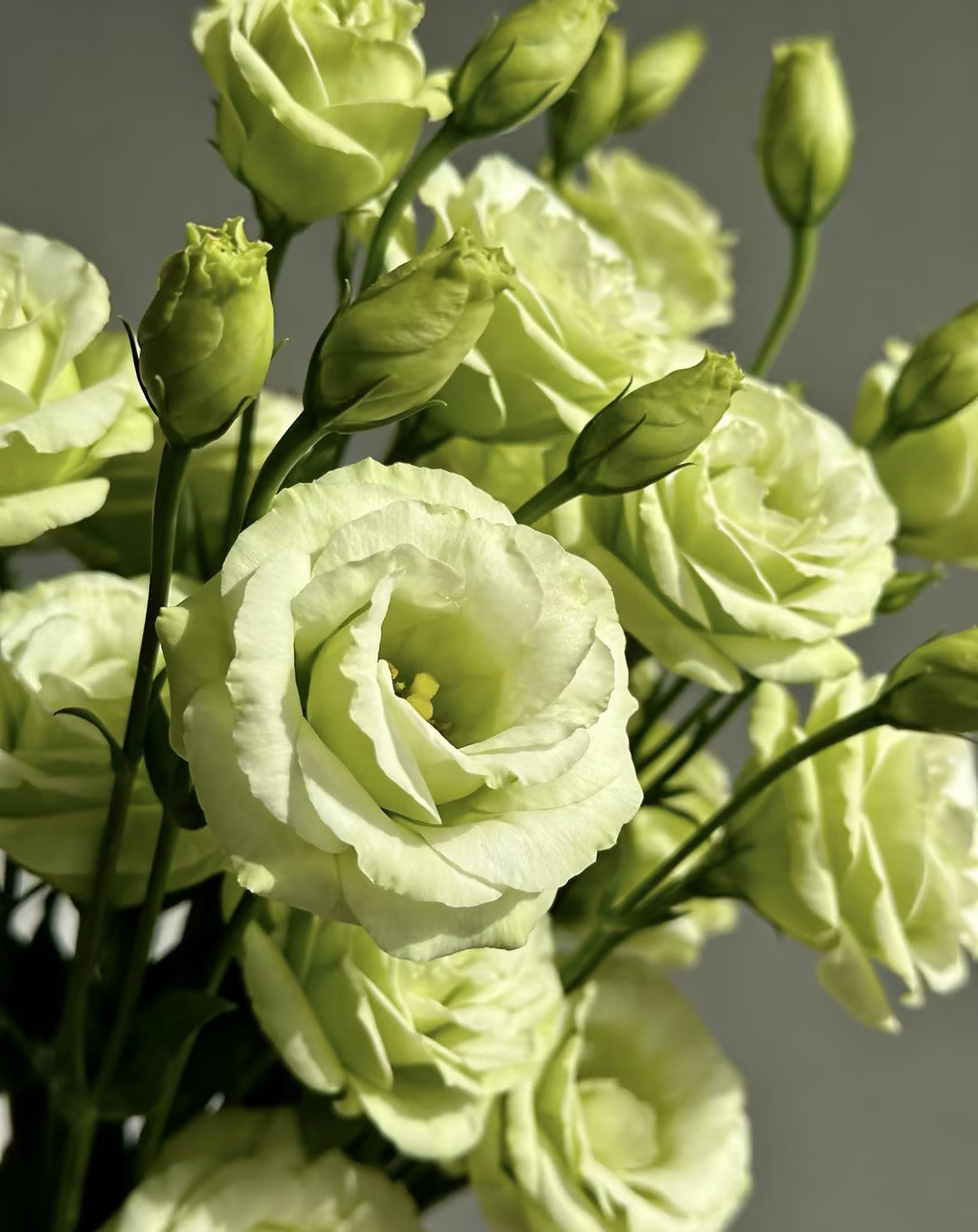 💖🌷Experience the Beauty of Eustoma in Your Own Garden 💐