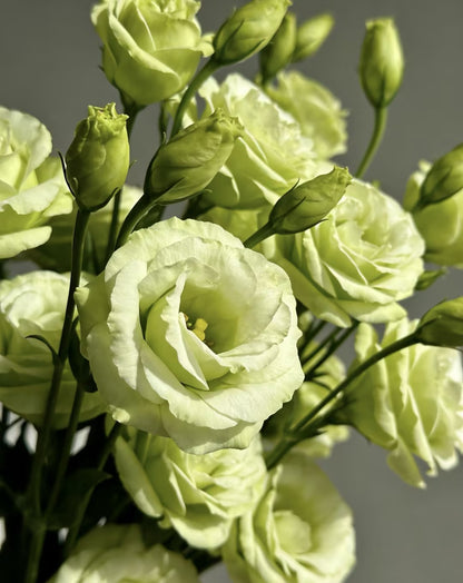 💖🌷Experience the Beauty of Eustoma in Your Own Garden 💐