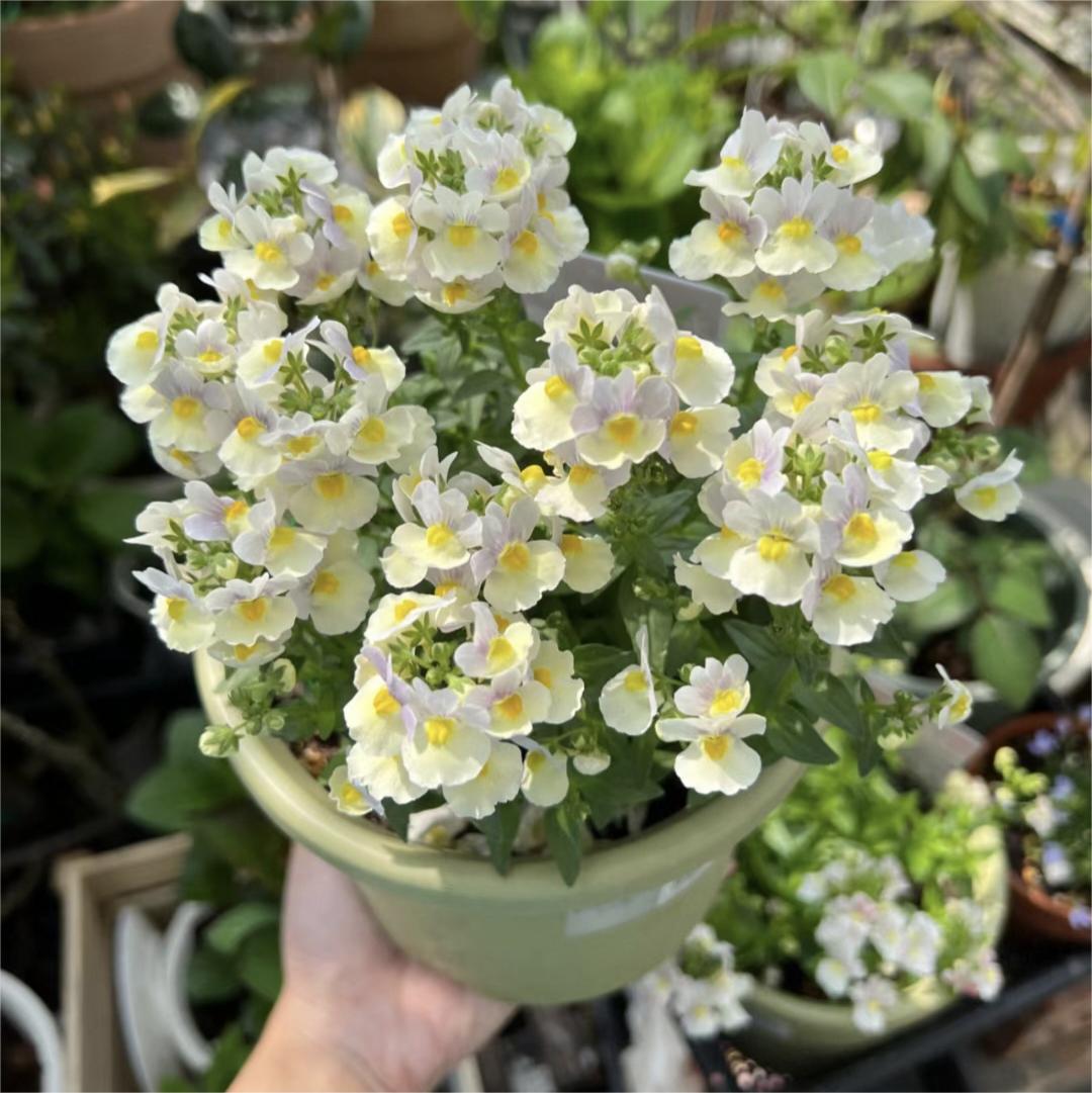 Nemesia ‘Sincere Love’❤️ – Easy-to-Grow, Fragrant Blooms Perfect for Borders, Pots & Pollinator Gardens🔥🔥