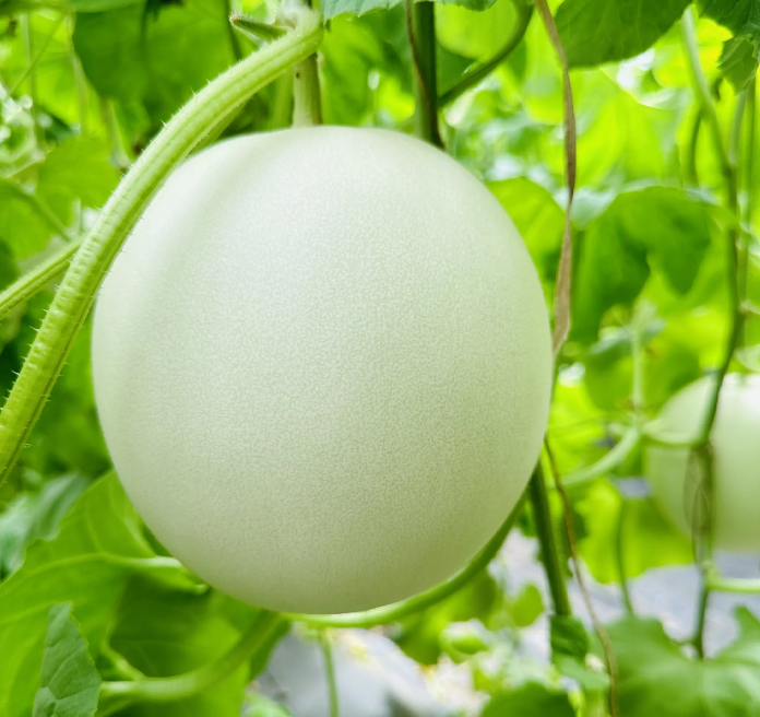 🍈Jade Mushroom🍄Melon Seeds