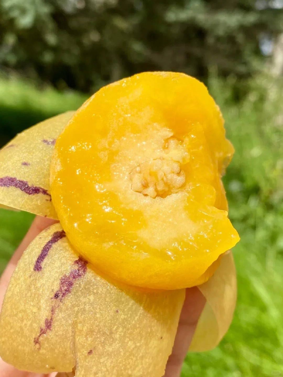 New offers🔥Ginseng Berry Seeds