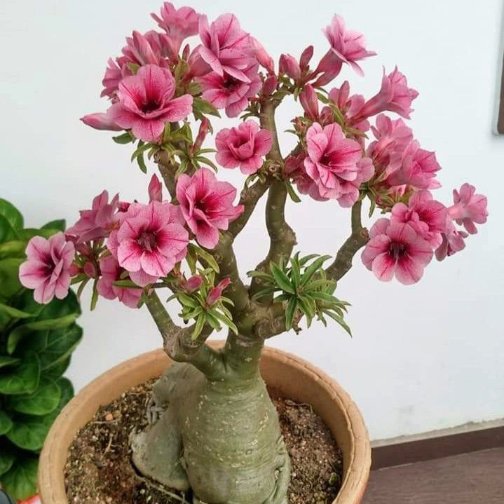🌸Adenium Desert Rose -No green thumb needed! 🌵 Rare Adenium Obesum Bulbs🌹