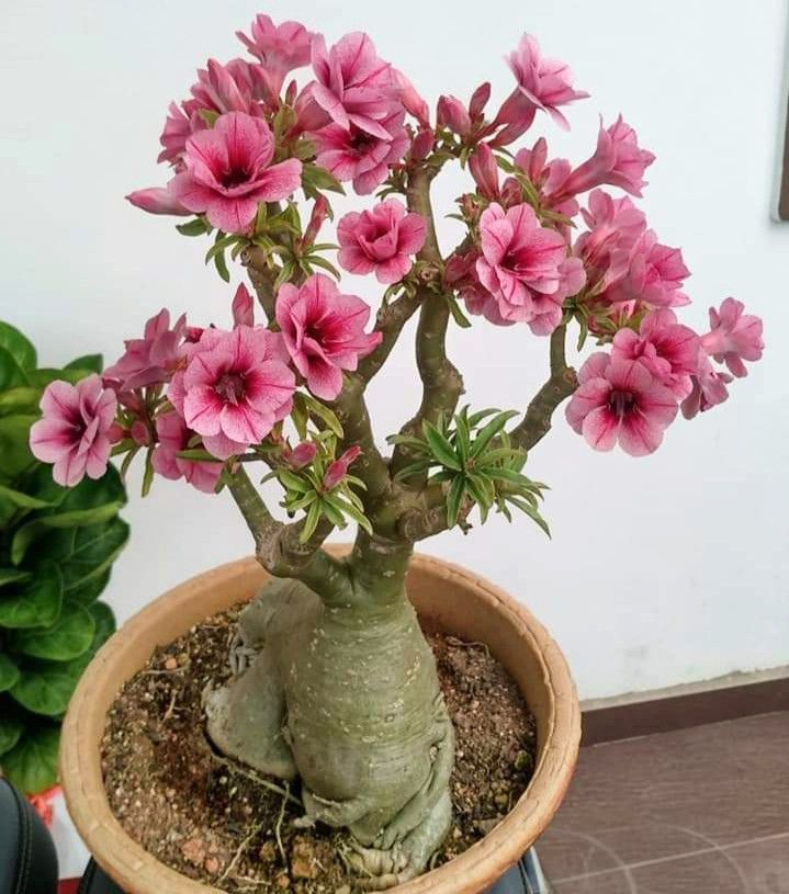 🔥Desert roses up to 50% off – Now at a Discount!🎁 😍Loves to bloom, long flowering period 🌵 Desert Rose