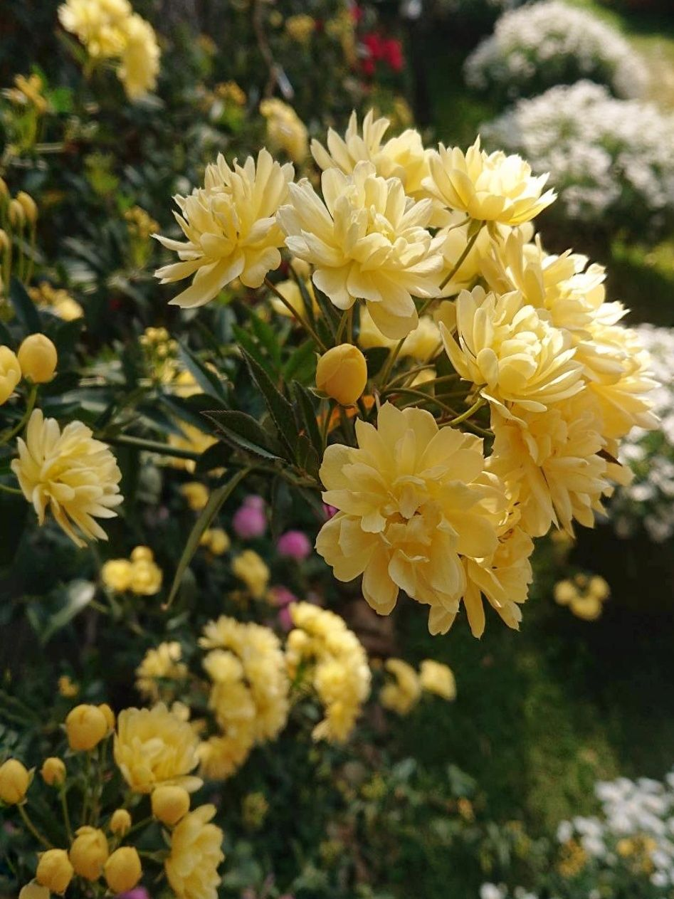 Yellow Banks Rose Seeds