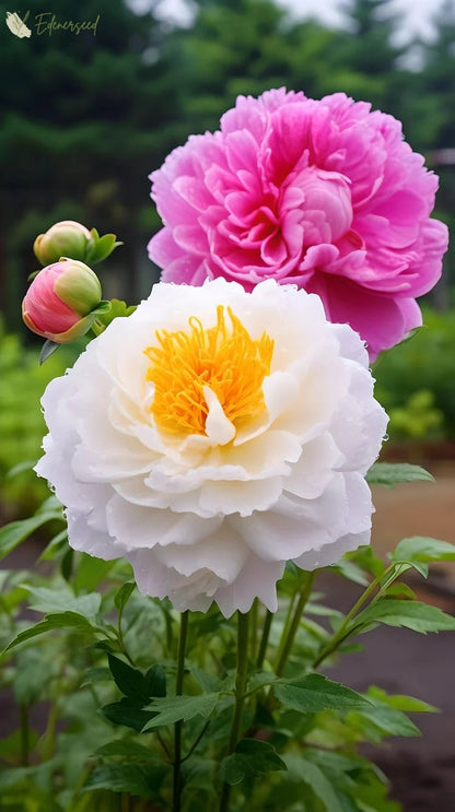 Black Beauty Peony Flower Seeds