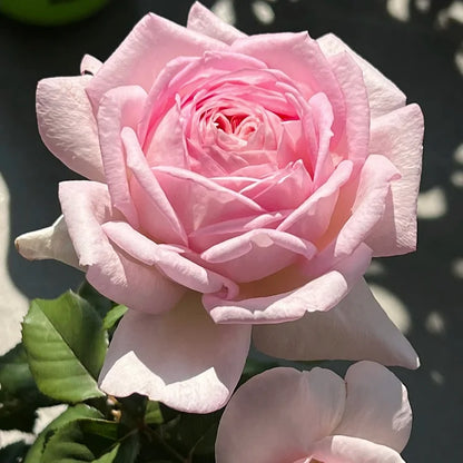 🤗🌹Rare Twin Red White Rose Seeds  – Stunning Garden Blooms, Easy to Grow🌱👩🏻‍🌾