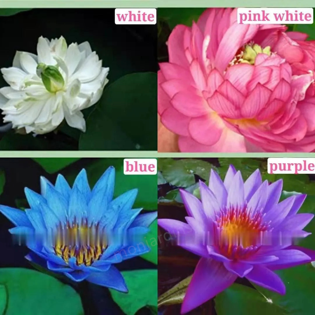 🎁50% Discount🌺The sacred lotus flower in bonsai