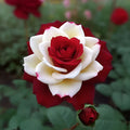 Grow Your Own Red & White Twin Rose at Home 🌹
