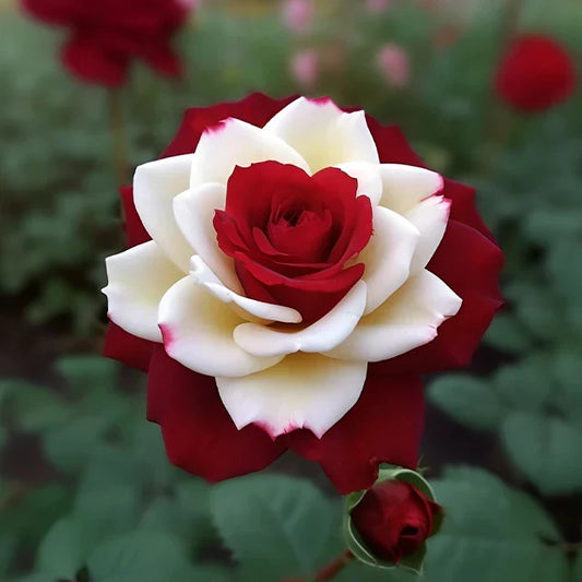 🔥 Rare Red & White Twin Rose 🌹Two Colors, One Stunning Bloom!