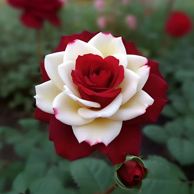 This Rose Doesn’t Look Real… But It Is ❤️🤍 Two Colors. One Breathtaking Bloom.