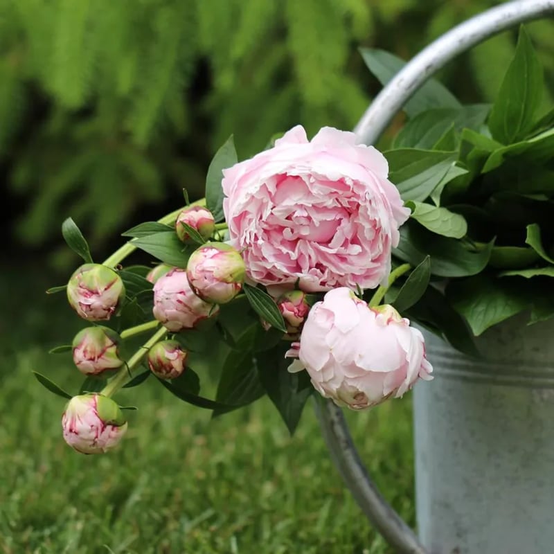 🌺🌺🌺 Bring the “Queen of Flowers” to Your Backyard
