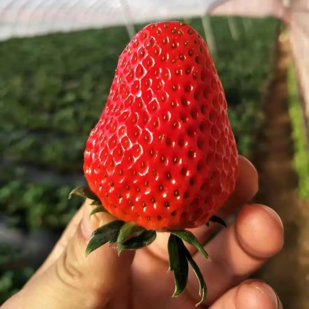 All-Year-Round Creamy Strawberry Seeds🍓