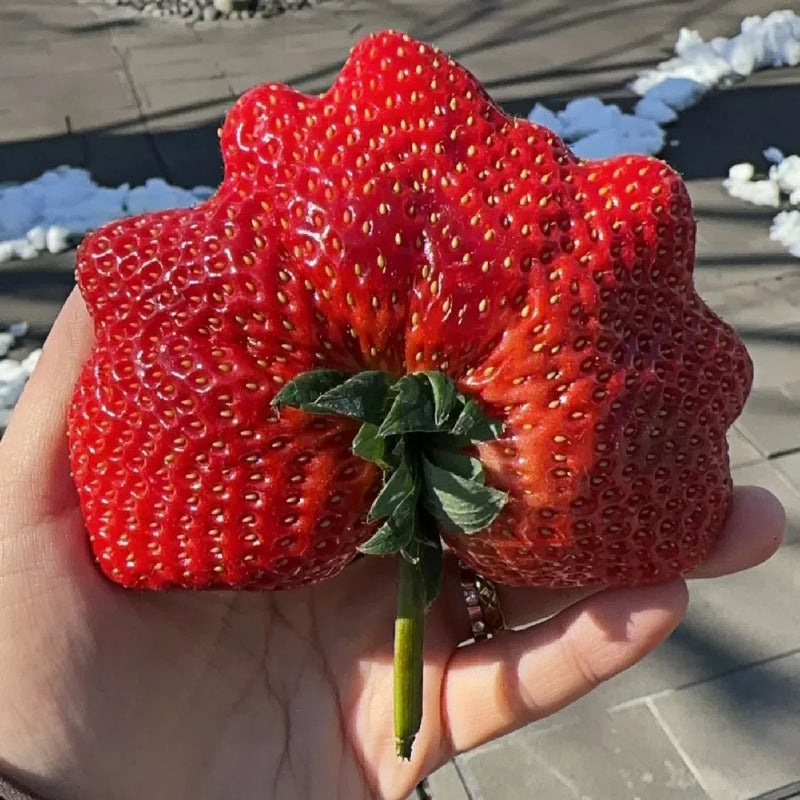Rare Giant Strawberry Seeds 🍓 Grow Huge, Easy to grow