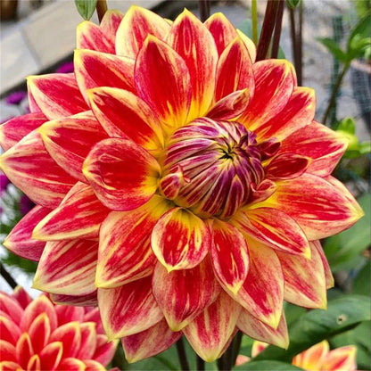 🌺 Rare Double Dahlias 🌿 Bold, Lush Blooms You Won’t Find in Ordinary Gardens