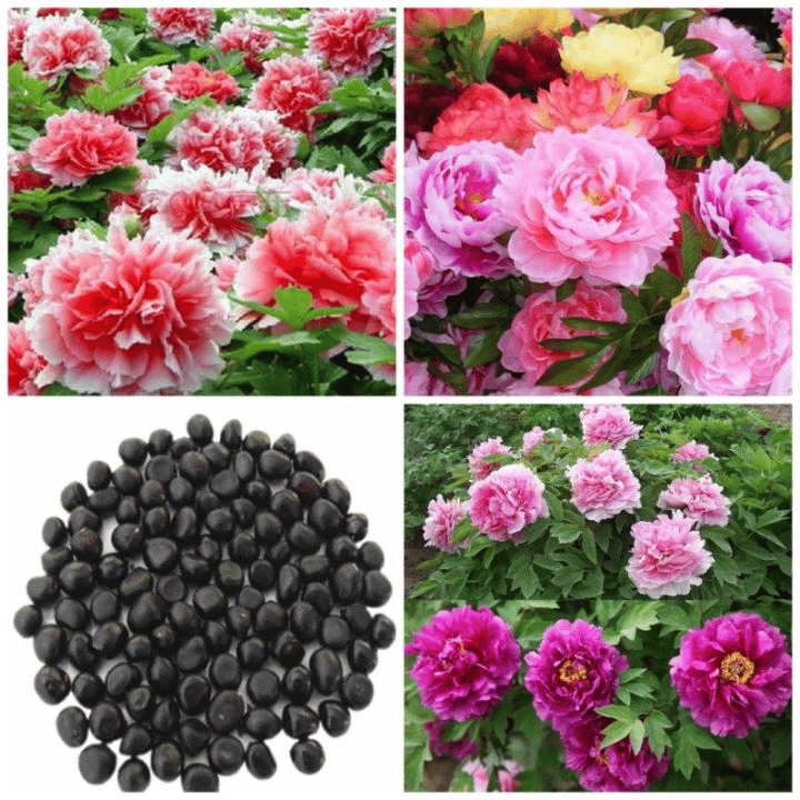 🌺🌺🌺 Bring the “Queen of Flowers” to Your Backyard