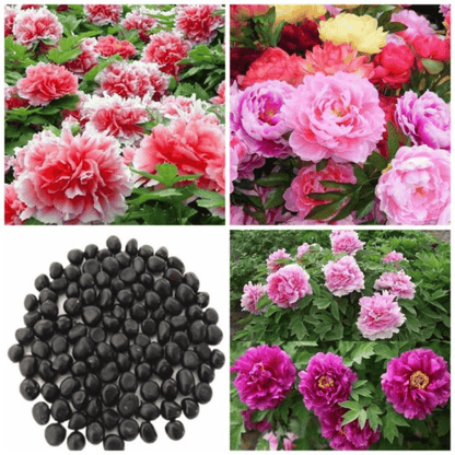 🌺🌺🌺 Bring the “Queen of Flowers” to Your Backyard