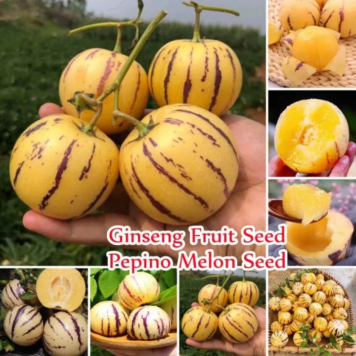 🍈 Pepino Melon Seeds🍐-Exotic Fruit, Ginseng Fruit Seeds