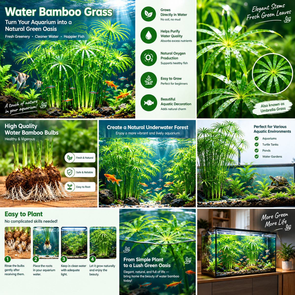 🌿Water Bamboo Bulbs-Hydroponic Umbrella Plant – Natural Water Purifier for Aquariums, Turtle Tanks & Ponds