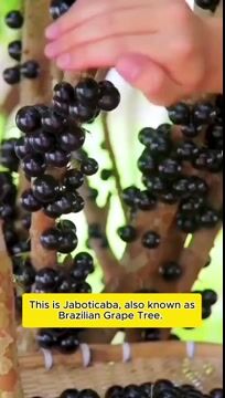 Grapes that Grow on Trees! 🌳🍇 Jaboticaba Heirloom Tree Seeds