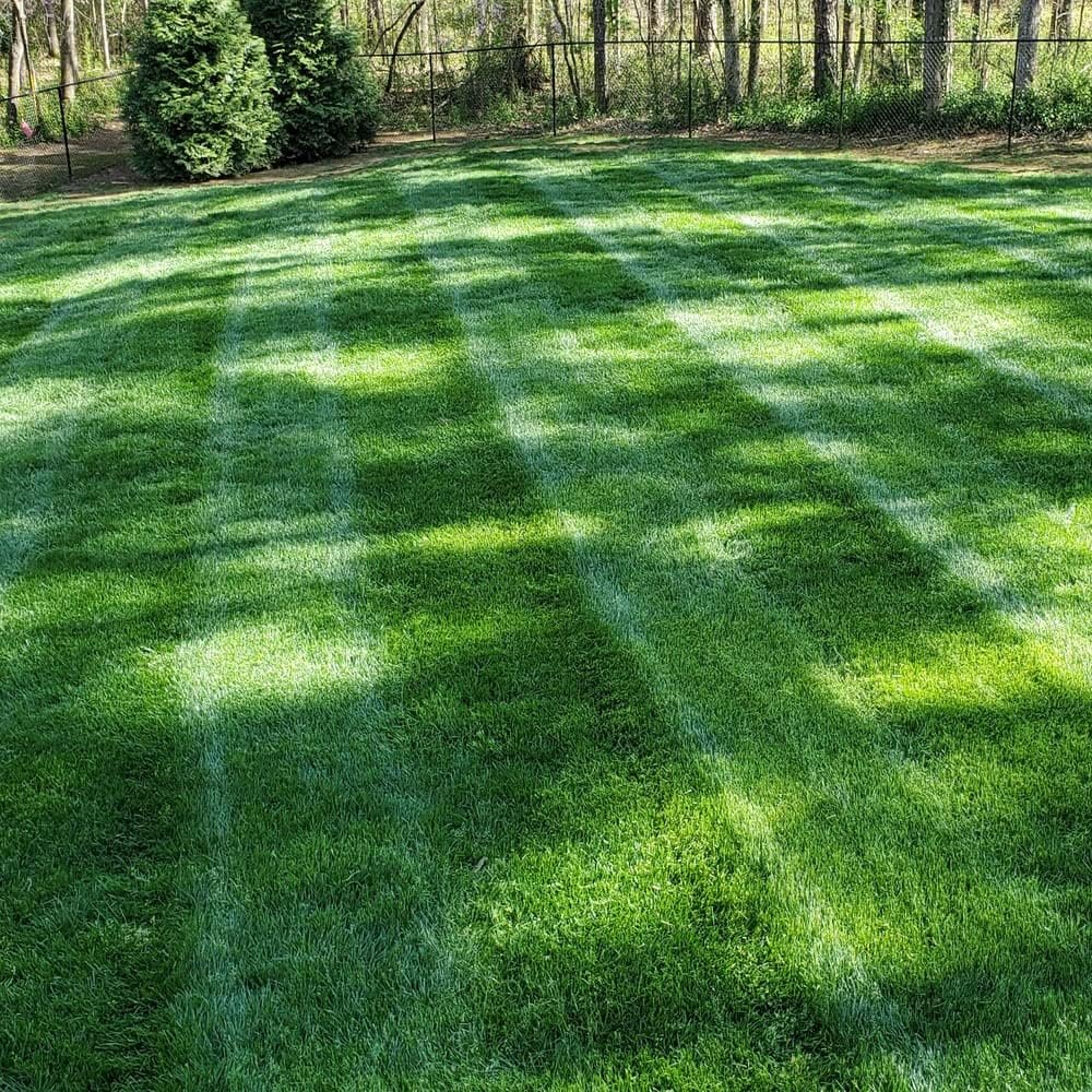 Fast-Growing Grass Seeds & Lawn Repair Blend