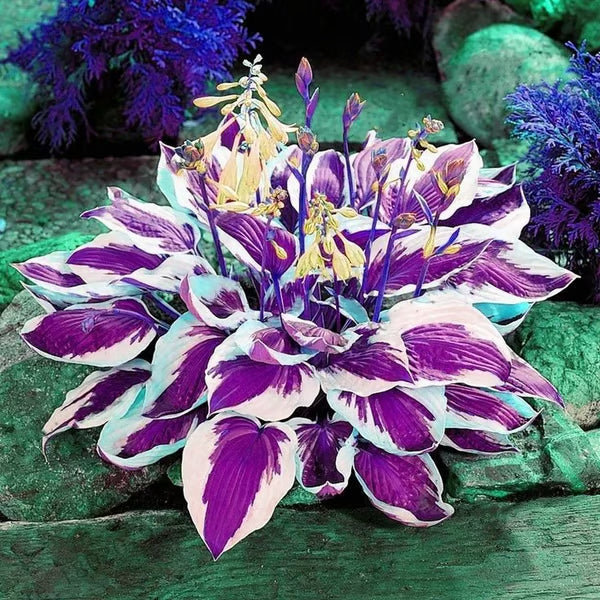 🌈 STOP Scrolling… Your Garden Is About to Get ADDICTIVELY Colorful 😍