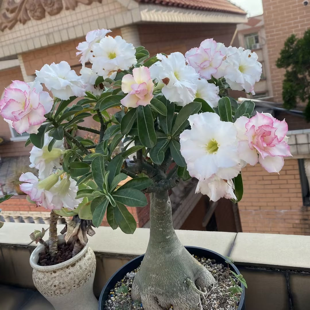 🌵⁺♡₊Bring Exotic Desert Rose Beauty Into Your Garden