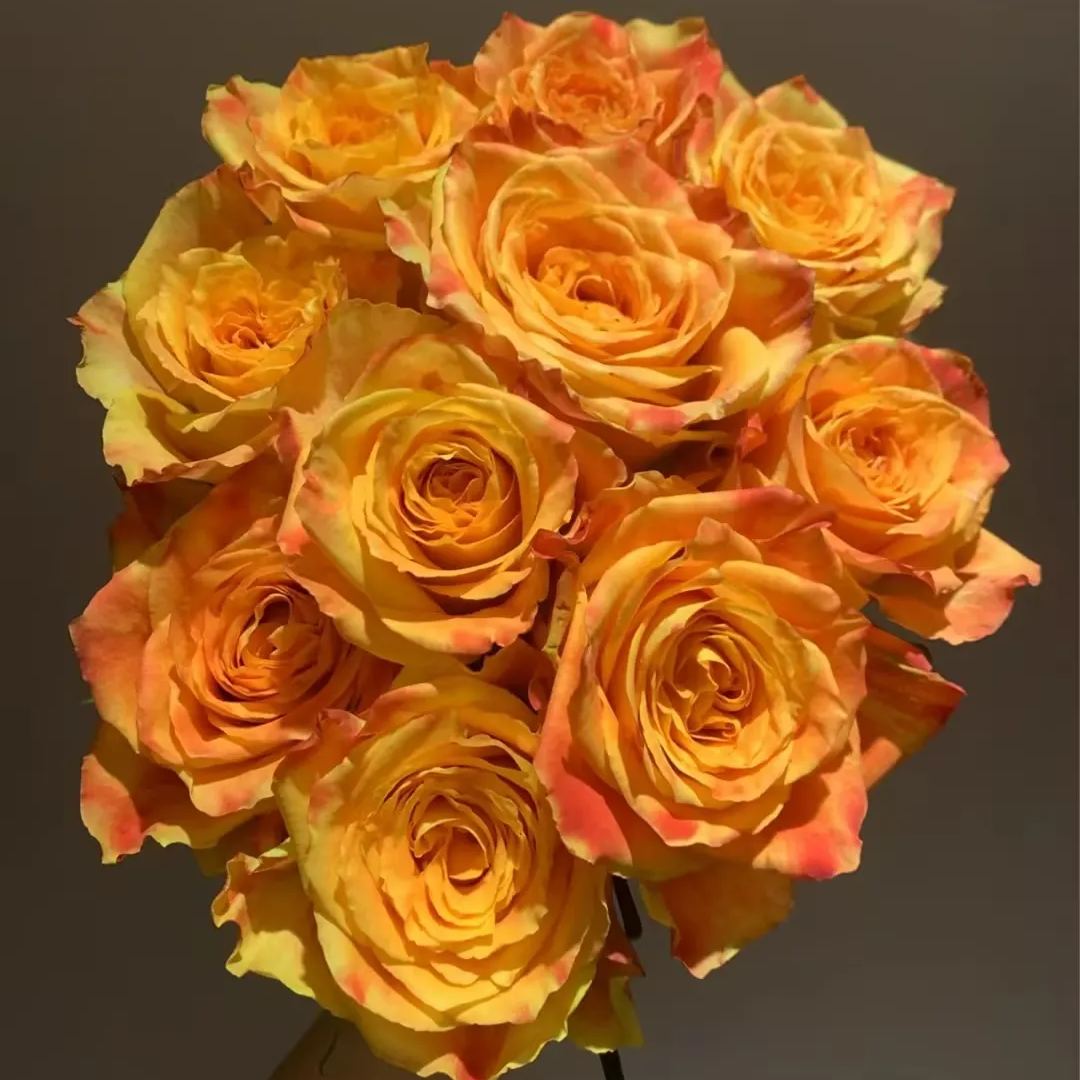 'Ode to Joy' Rose Seeds