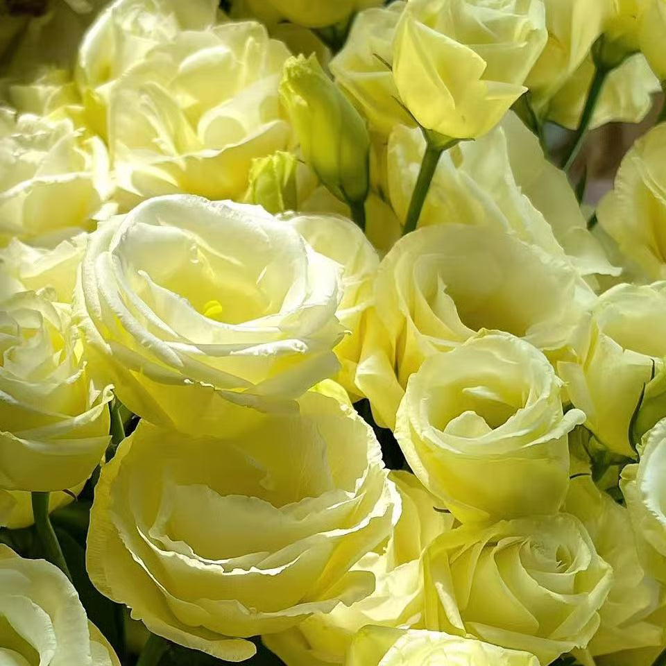 💖🌷Experience the Beauty of Eustoma in Your Own Garden 💐