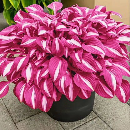 🌿Rare Premium Hosta Bulbs– Easy to grow🌸Transform Your Garden!