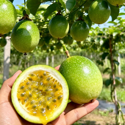 Fresh Passion Fruit Straight From Your Backyard 🍈✨