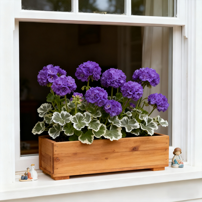  🌺•Geranium seeds, double-flowered flowers/silver-edged leaves