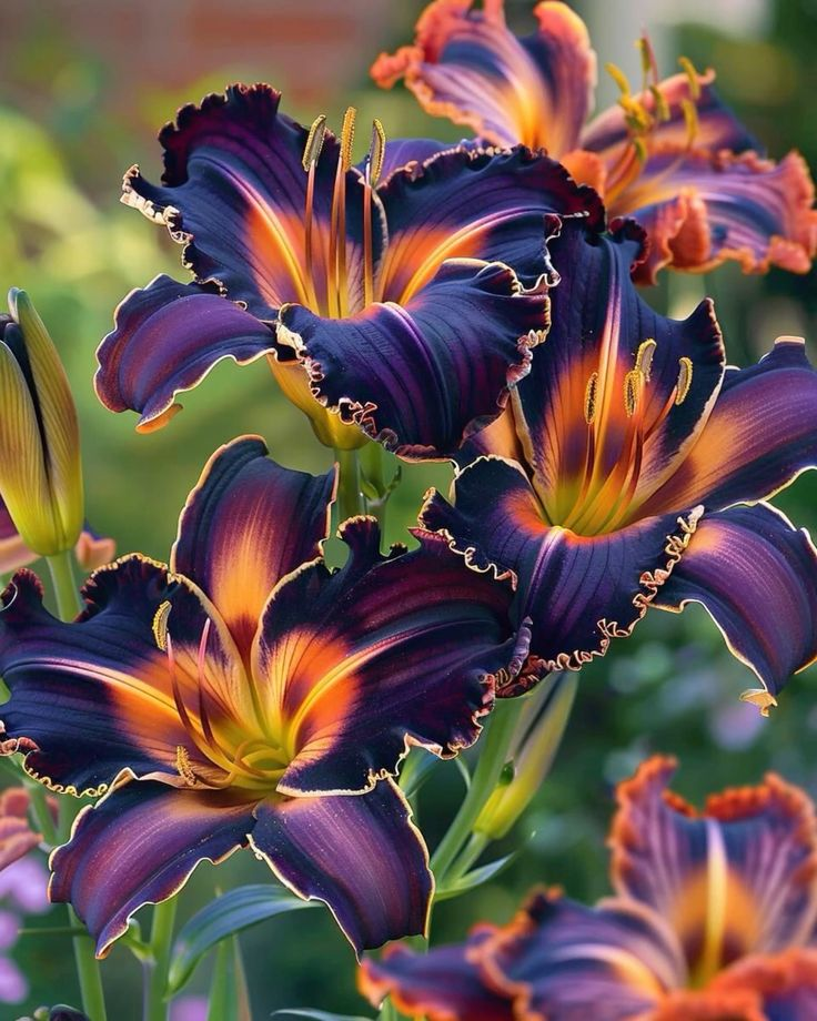 Easy to grow 🌸 Rare color lily seeds 🌸