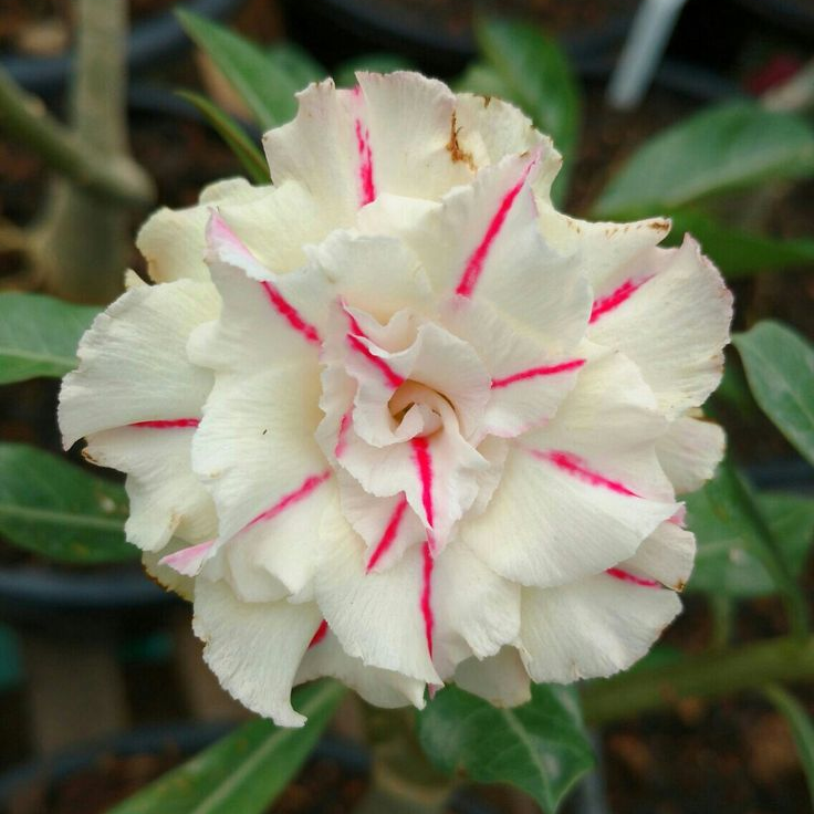 🌵⁺♡₊Bring Exotic Desert Rose Beauty Into Your Garden