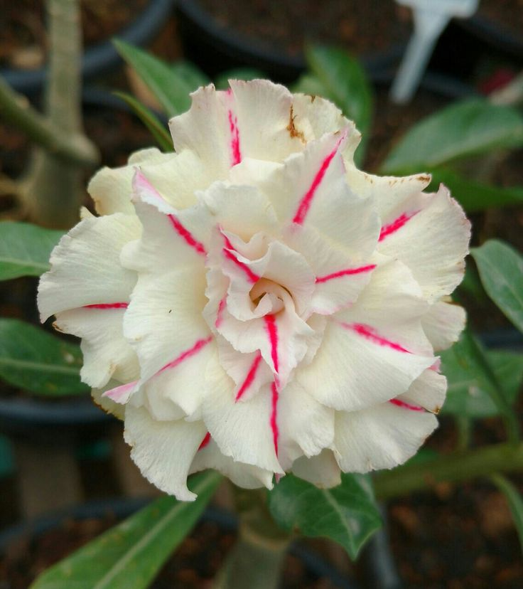 🔥Desert roses up to 50% off – Now at a Discount!🎁 😍Loves to bloom, long flowering period 🌵 Desert Rose