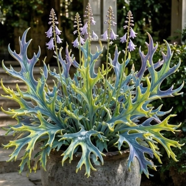 🌱 Rainbow Staghorn Hosta - 🦌The Hosta With Extraordinary Antler Shaped Foliage