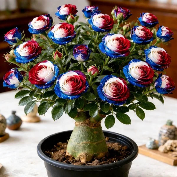 🌸Adenium Desert Rose -No green thumb needed! 🌵 Rare Adenium Obesum Bulbs🌹