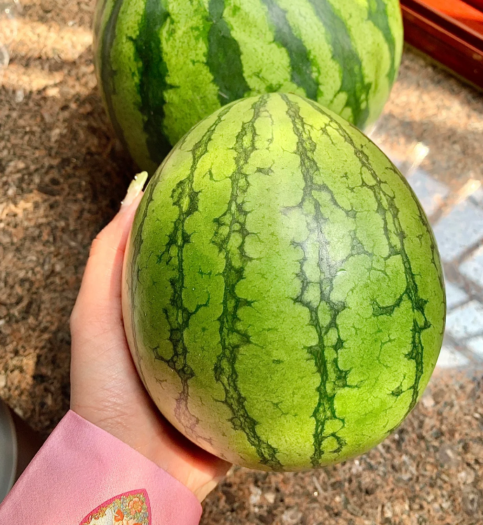 🍉😋Ruby Watermelon Seeds-Grow Your Own Sweety