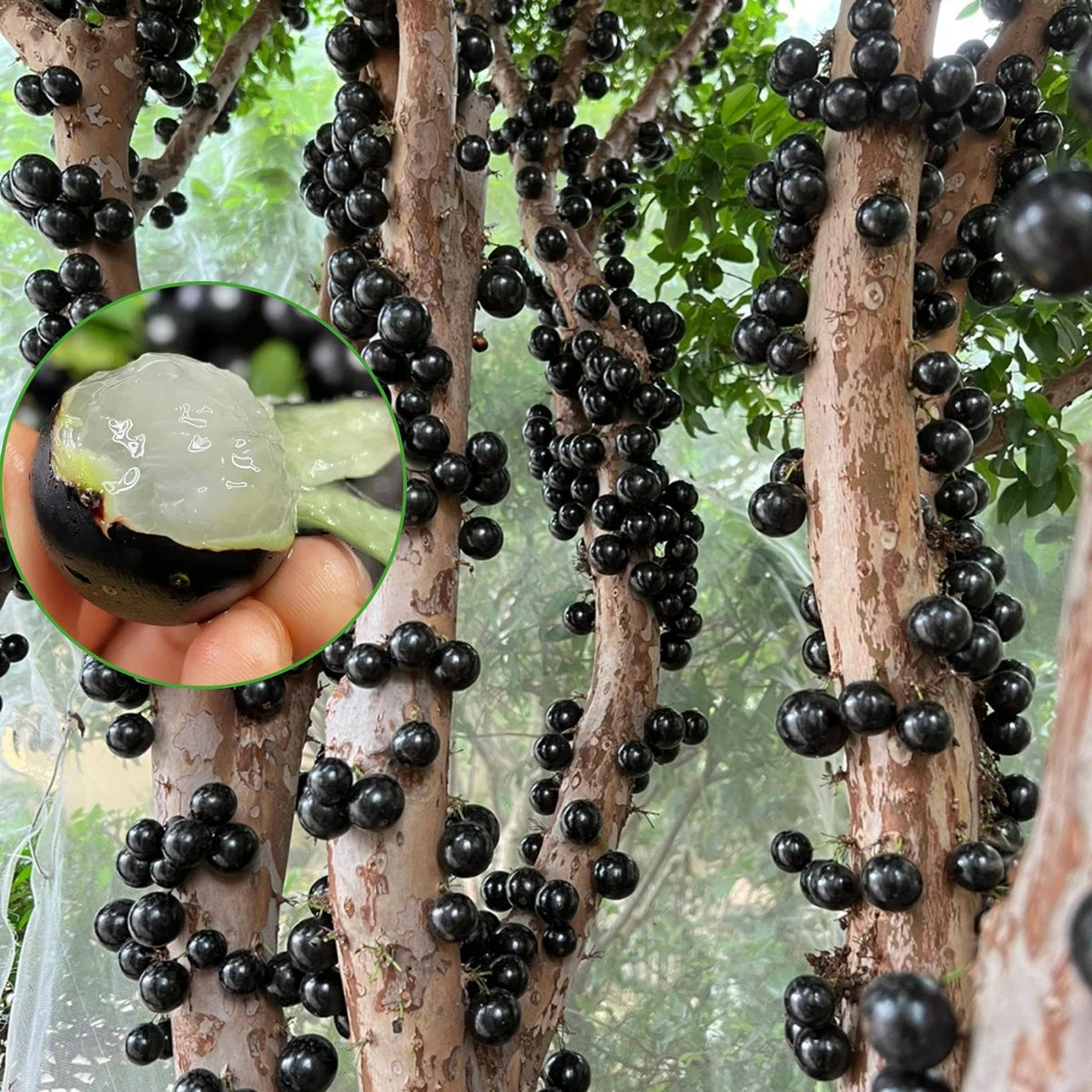 Grapes that Grow on Trees! 🌳🍇 Jaboticaba Heirloom Tree Seeds
