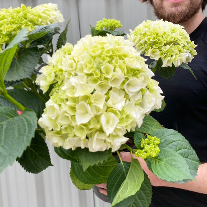 🌈Premium Hydrangea Seeds – Grow Stunning Color-Changing Bloom Garden