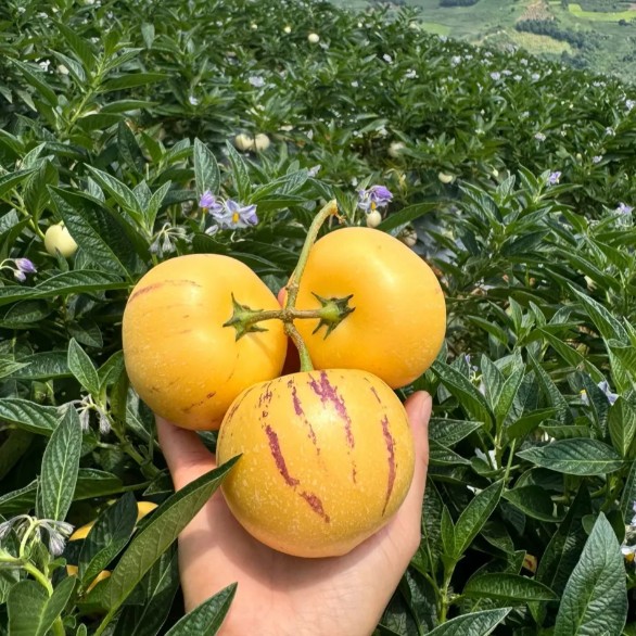 😋Plant Once, Harvest Sweet Pepino Fruits All Season