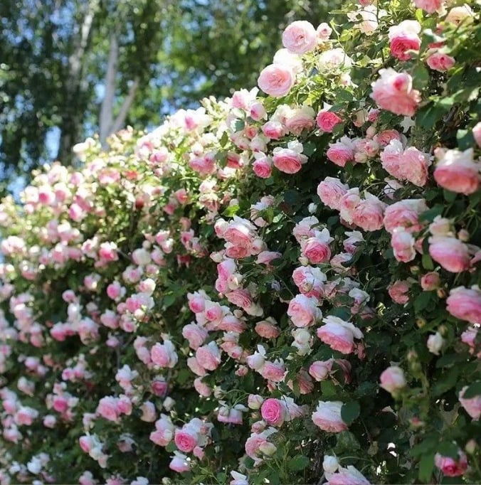 🌹Climbing Rose Seeds🌺 Easy Grow, First-Year Blooming Beauty