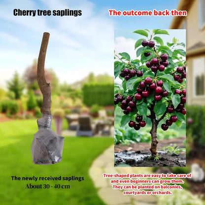 🔥50K+ SOLD!💟Perennial Cherry Tree Seedlings🌱Easy to Plant & Perfect for Any Space!