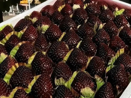 🍓Juicy Giant Black Diamond Strawberry, Grow Your Own Healthy Fruits