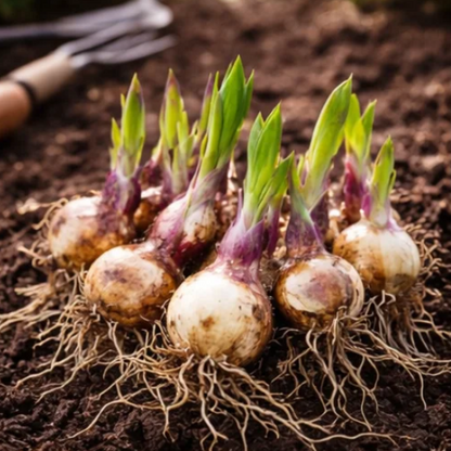 🌿Rare Premium Hosta Bulbs– Easy to grow🌸Transform Your Garden!