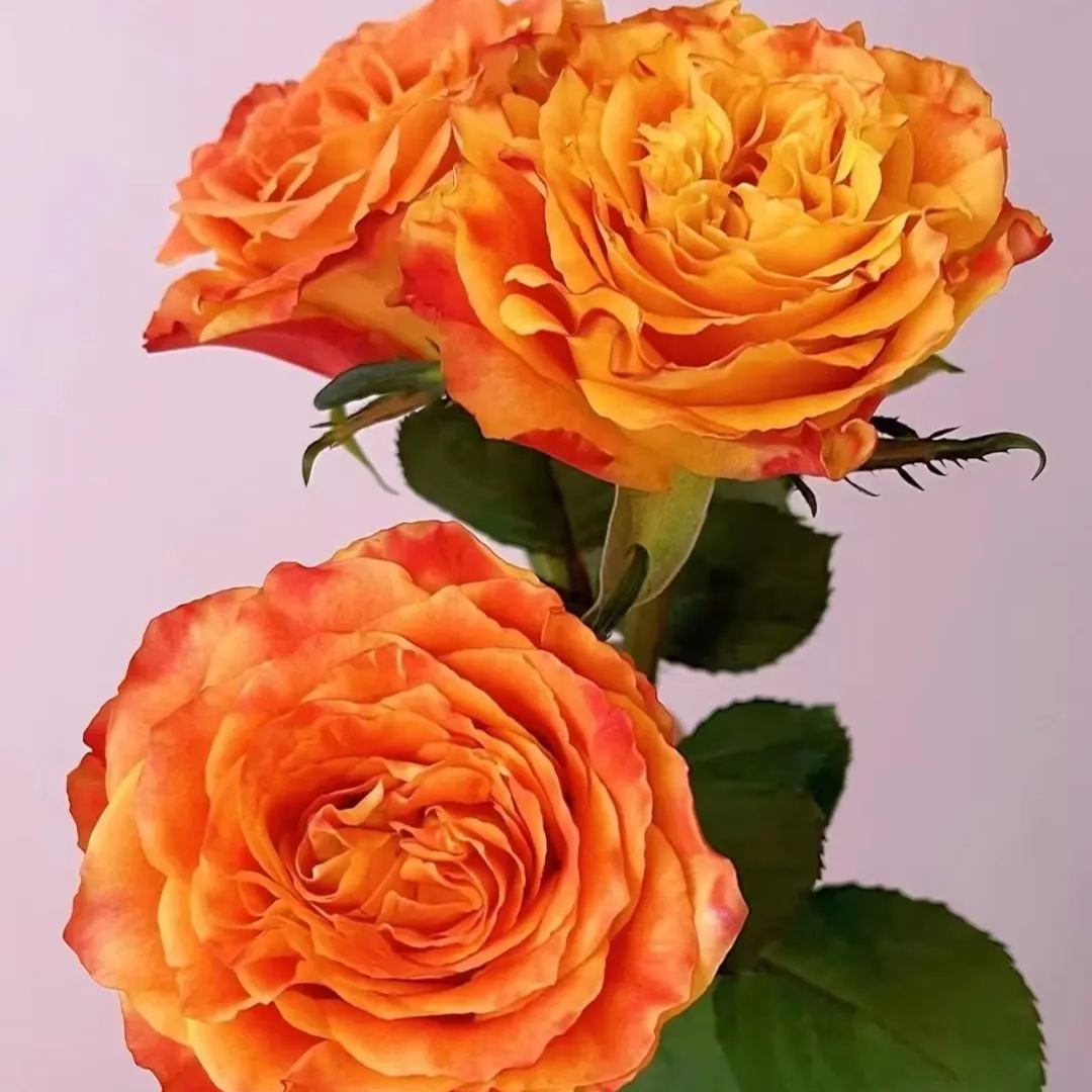'Ode to Joy' Rose Seeds