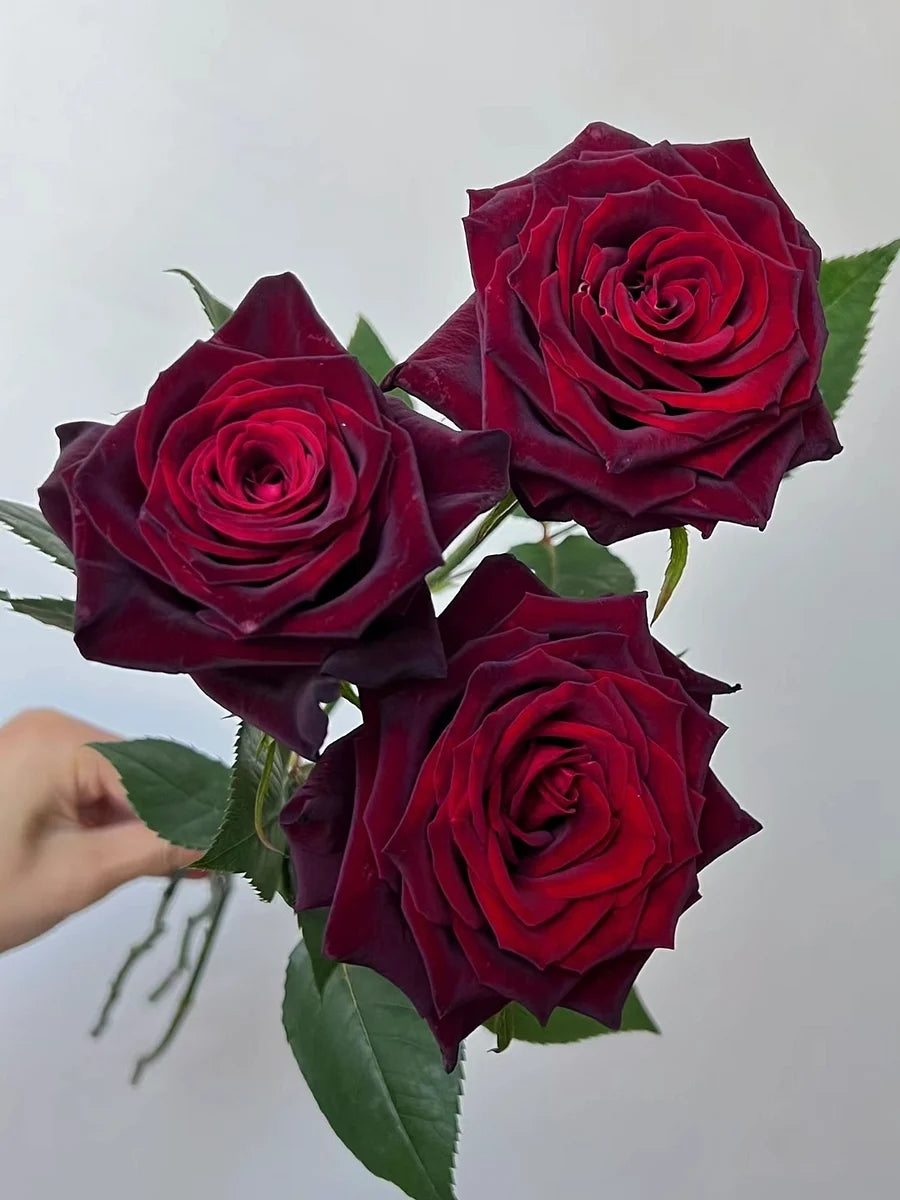 🌺Black Baccara Rose-The Rose That Looks Almost Black