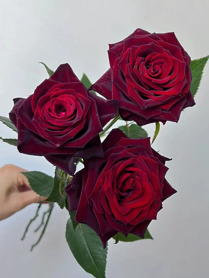 🌺Black Baccara Rose-The Rose That Looks Almost Black