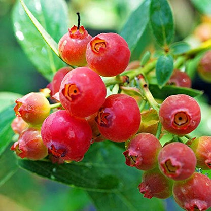 Pink Bliss Blueberry Seeds – Rare Pink Berries with Extra Sweet Flavor, Perfect for Home Gardens