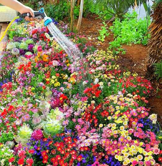 🌸 All-Season Mixed Perennial Flowers Seeds – 90+ Varieties, Bloom All Year!