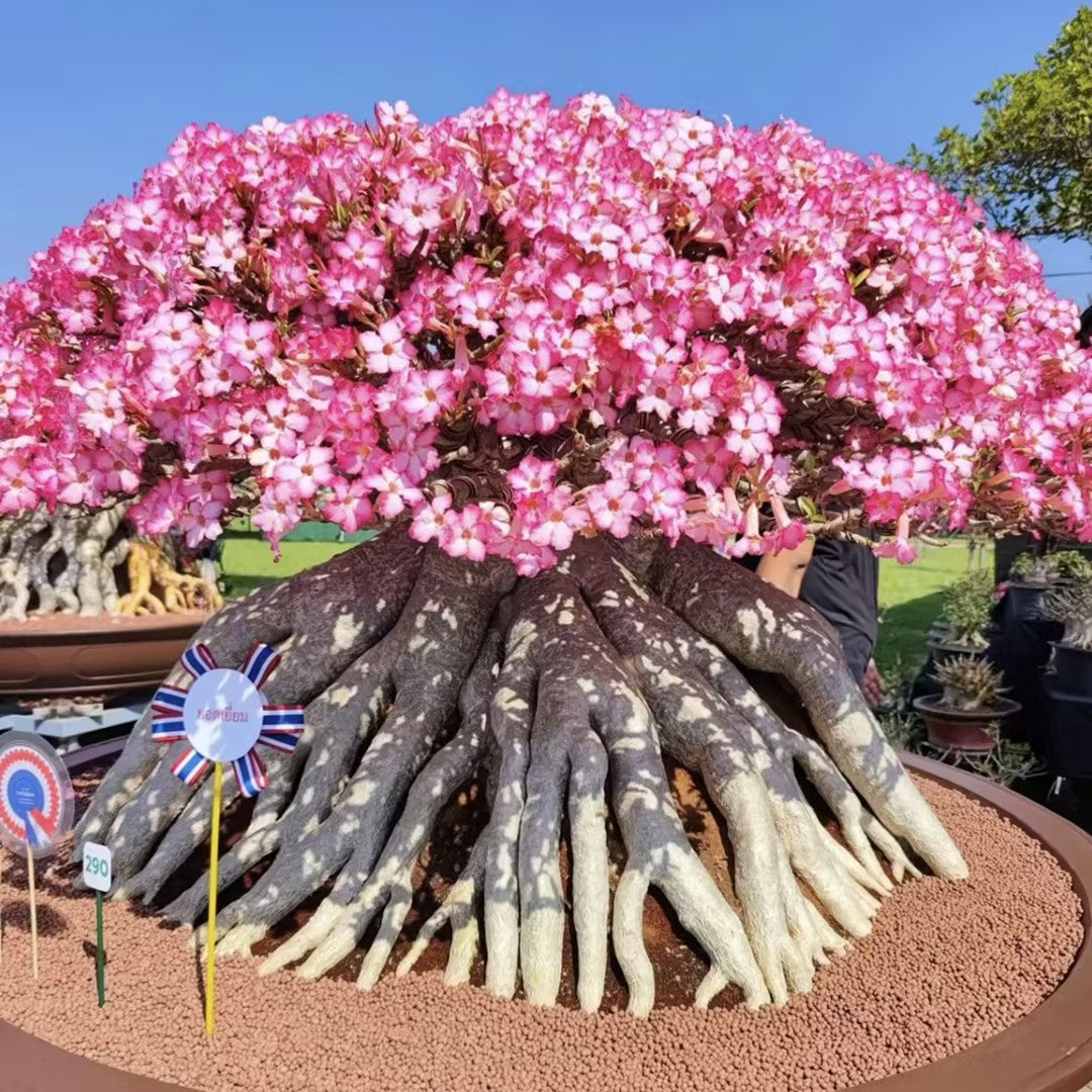 🌵⁺♡₊Bring Exotic Desert Rose Beauty Into Your Garden